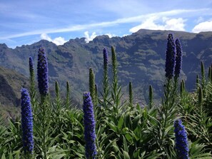 Villa | 3 camere, con arredamento individuale, ferro/asse da stiro