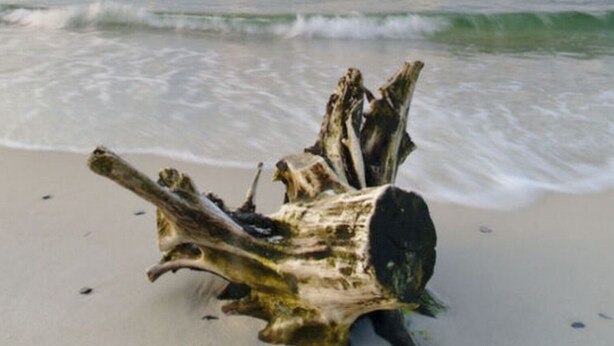 A piece of driftwood on a sandy beach with the ocean and a cloudy sky in the background.