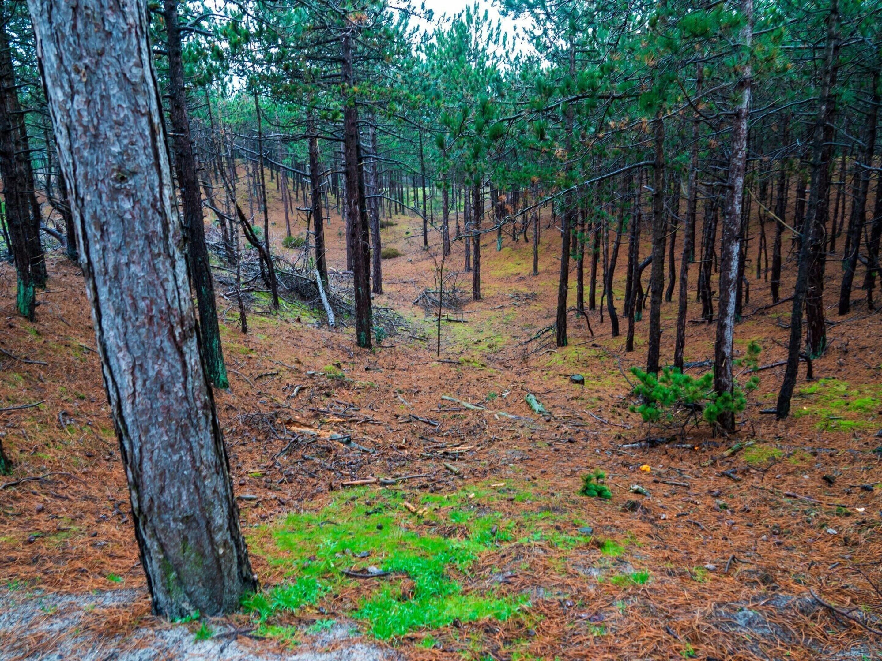 Ein Wald mit hoch aufragenden Kiefern und einem mit Kiefernnadeln und grünem Moos bedeckten Boden.
