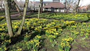A park with daffodils, trees, and a building with a dome roof. - De Haan Comfortable Holiday Residence (De Haan)