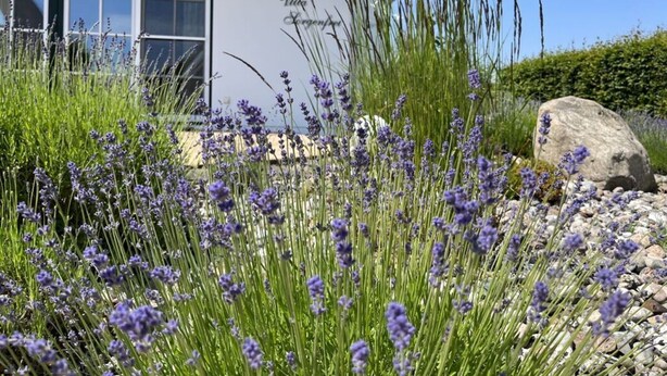 Una casa con techo de paja, fachada blanca y una ventana que da a altas hierbas y lavanda.