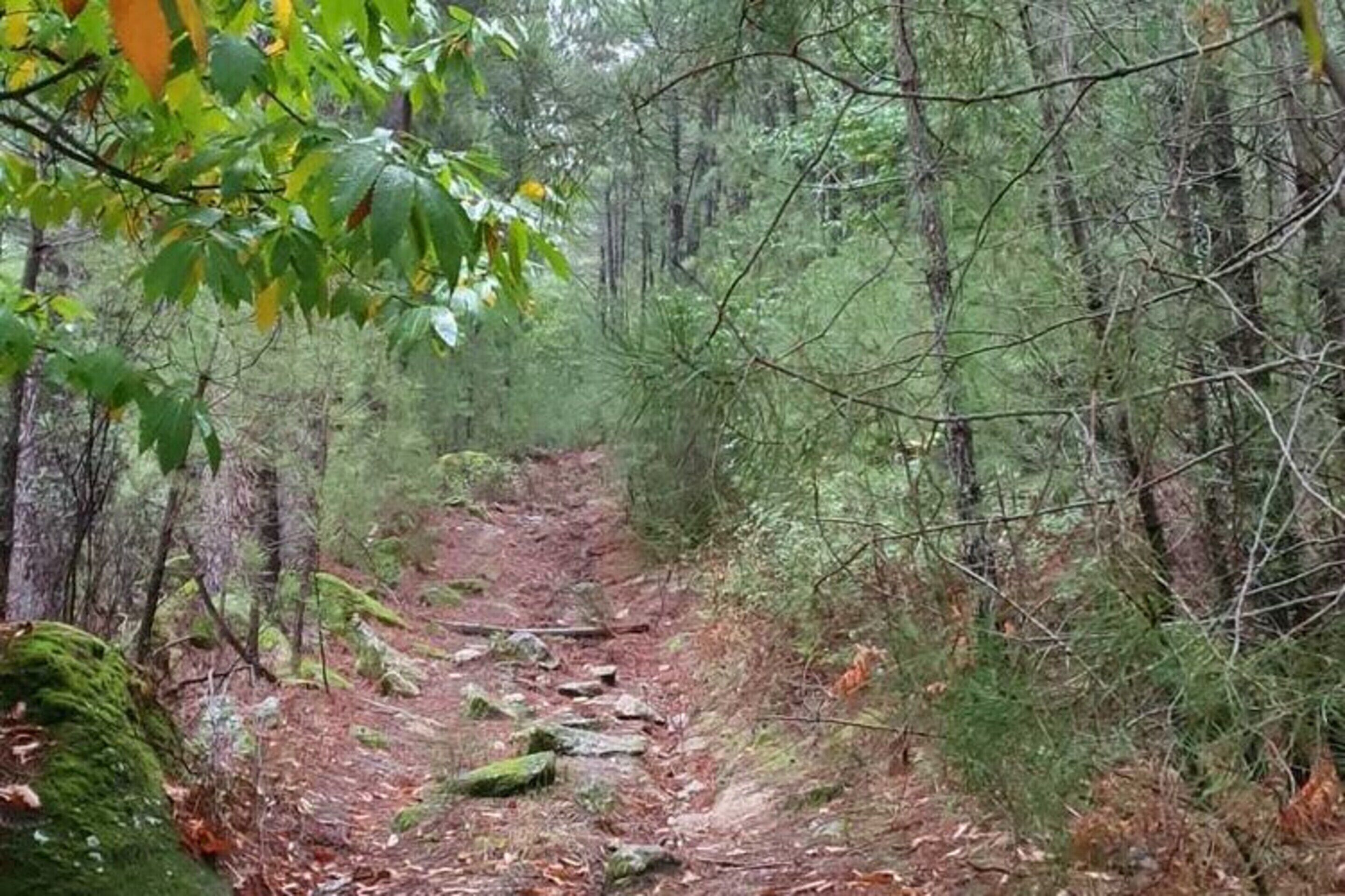 A forest trail with a dirt path, surrounded by dense trees and greenery.
