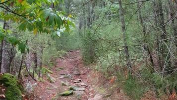A forest trail with a dirt path, surrounded by dense trees and greenery.