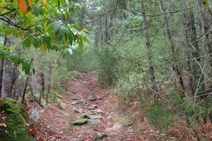 Ein Waldpfad mit einem unbefestigten Weg, umgeben von dichten Bäumen und Grün.
