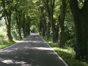A tree-lined road with a clear path.