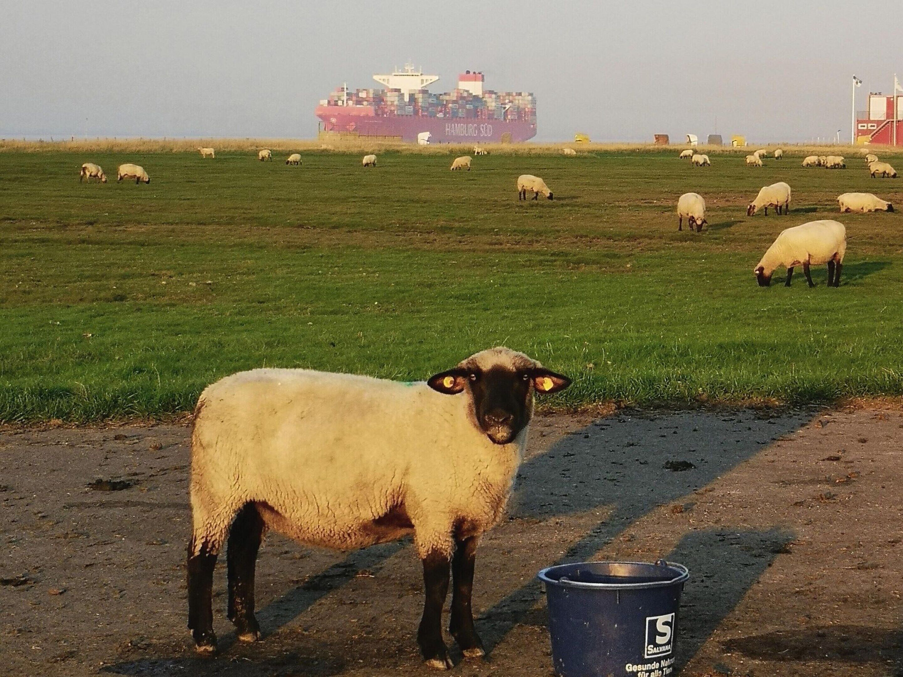 A sheep standing on a dirt path with a metal bucket nearby.