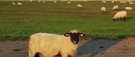 A sheep standing on a dirt path with a metal bucket nearby.