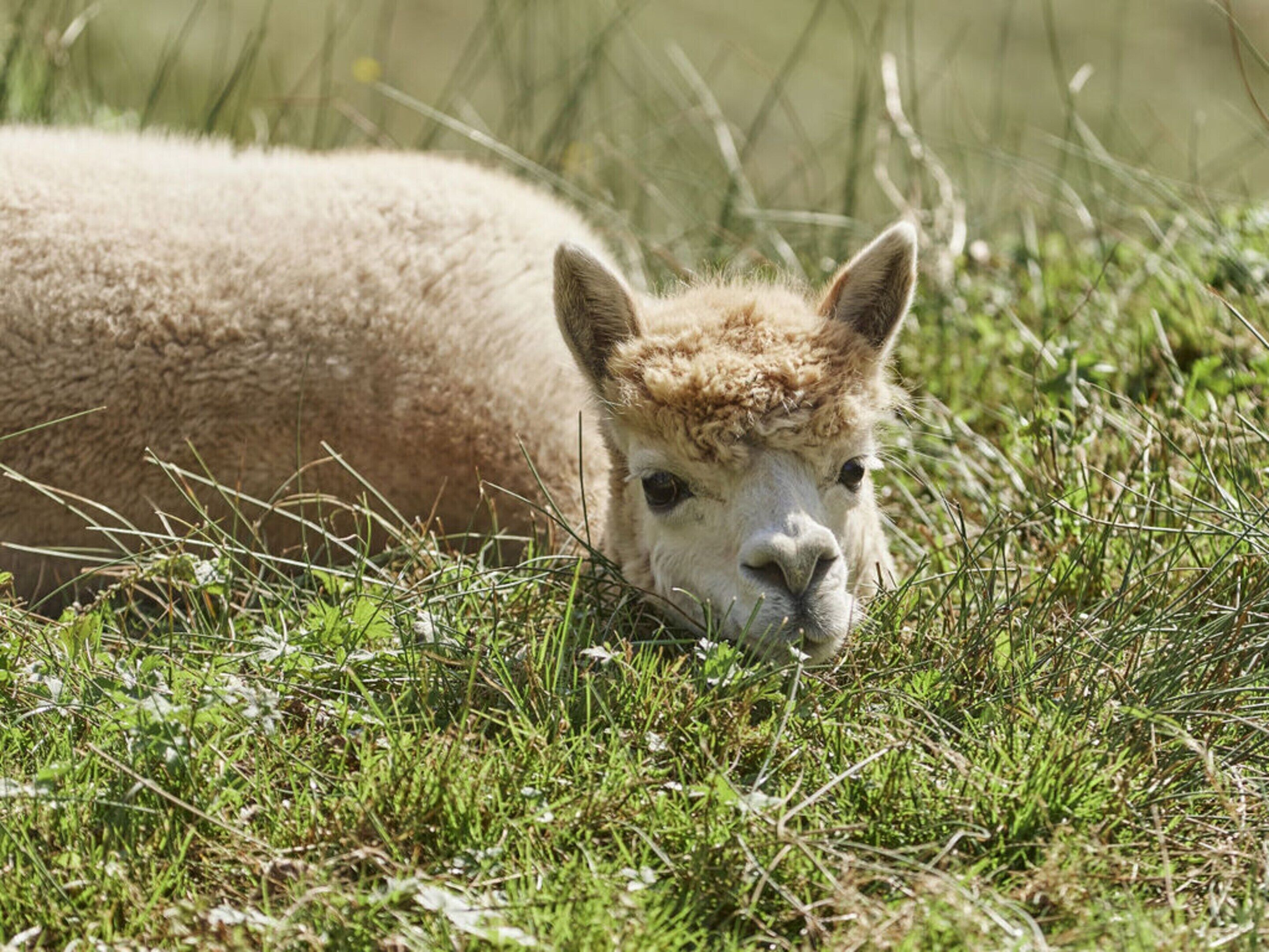 A llama lying in a grassy field.