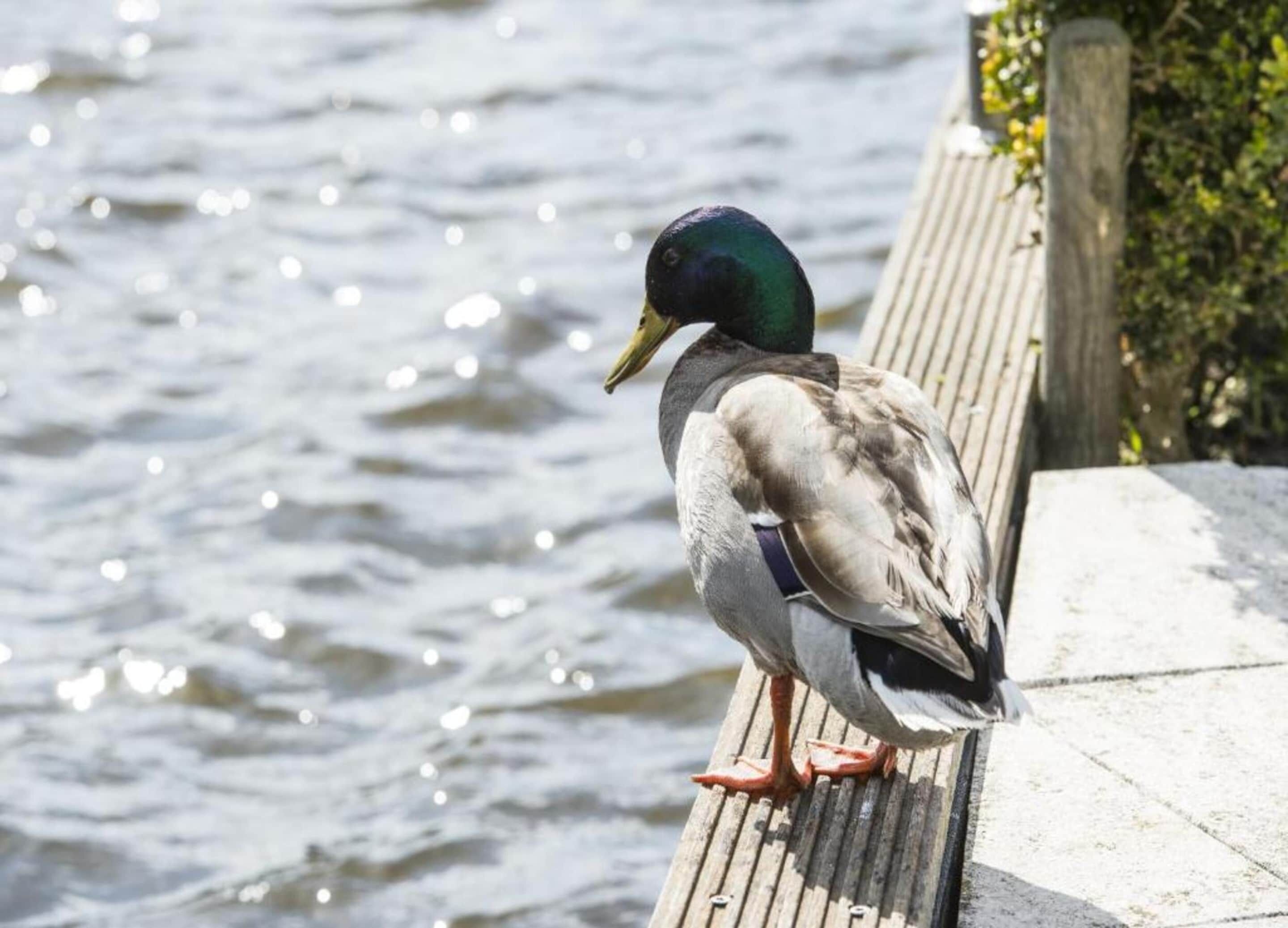 A duck standing on a wooden dock by a body of water.