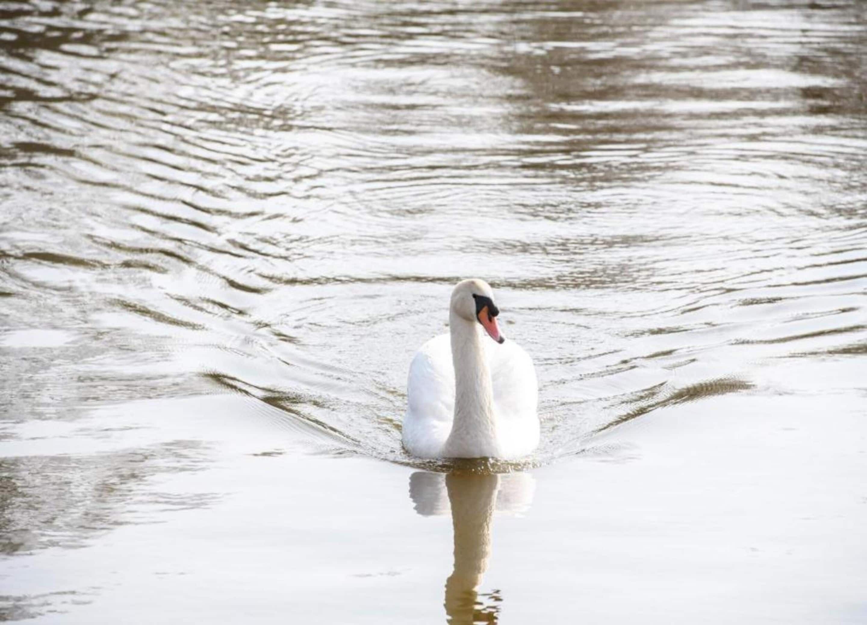 A swan swimming in calm water.