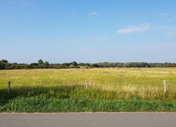 A rural landscape with a road in the foreground and a field in the background.