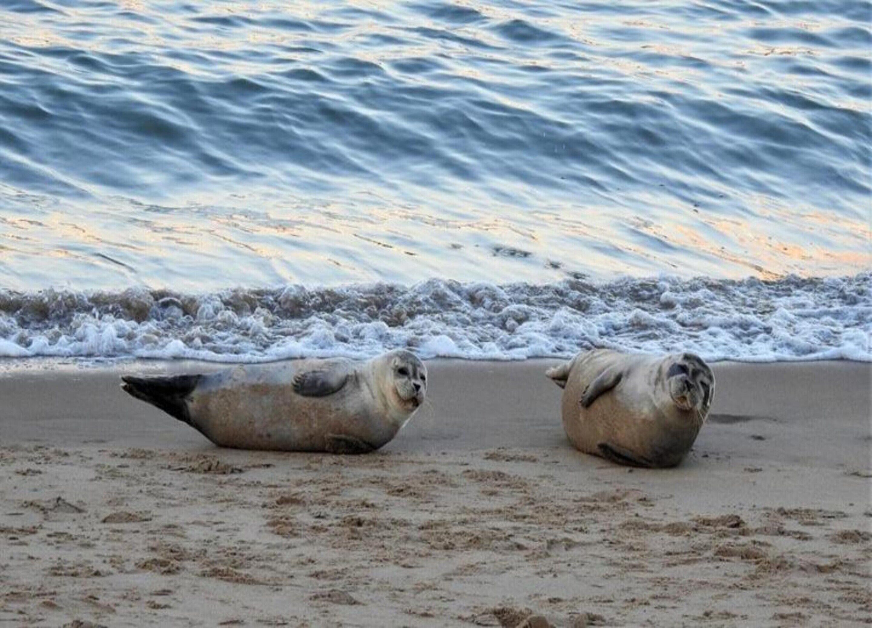 Two seals on a sandy beach with waves in the background.