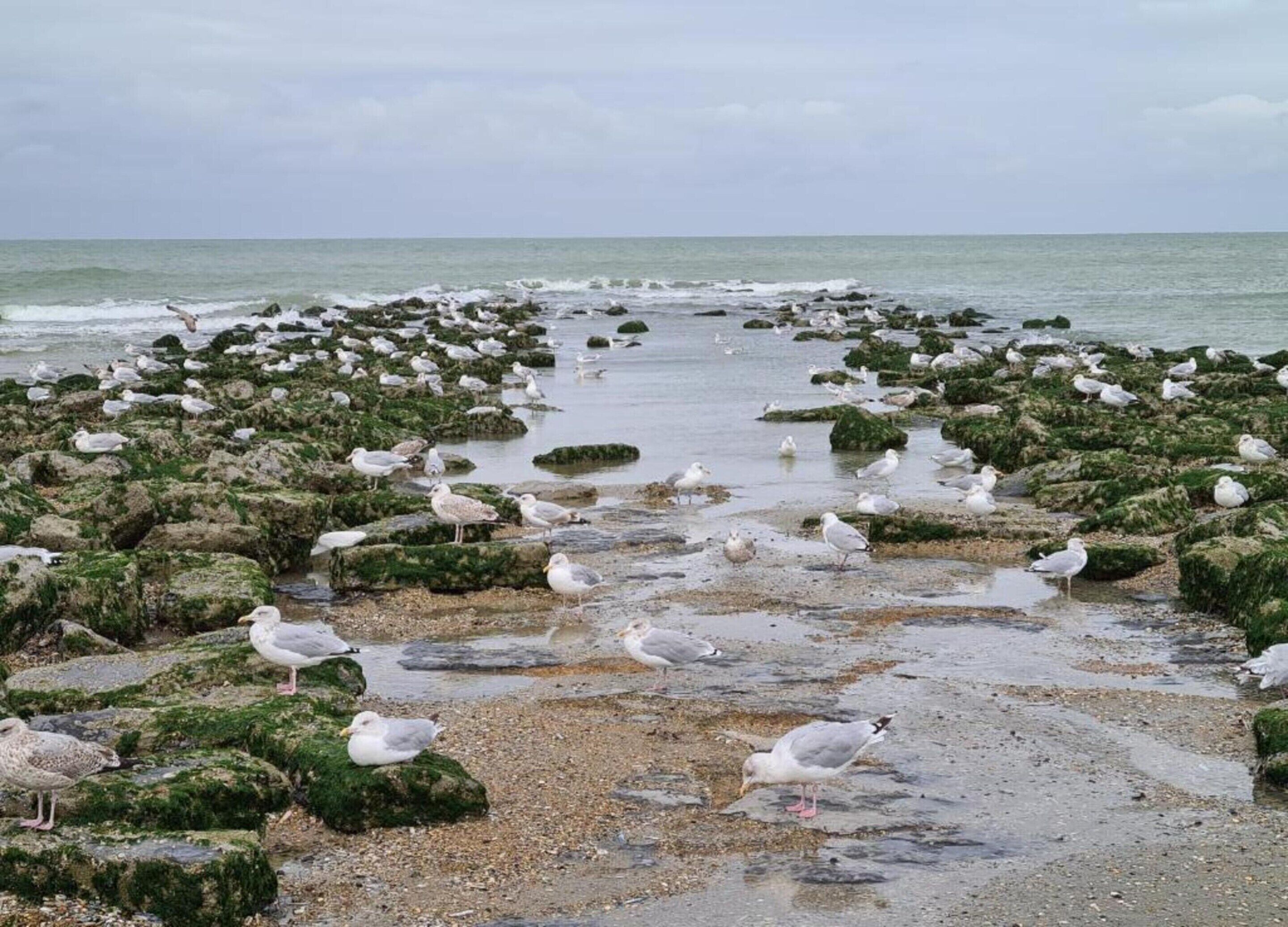 Une plage rocheuse où l’on peut voir des mouettes.