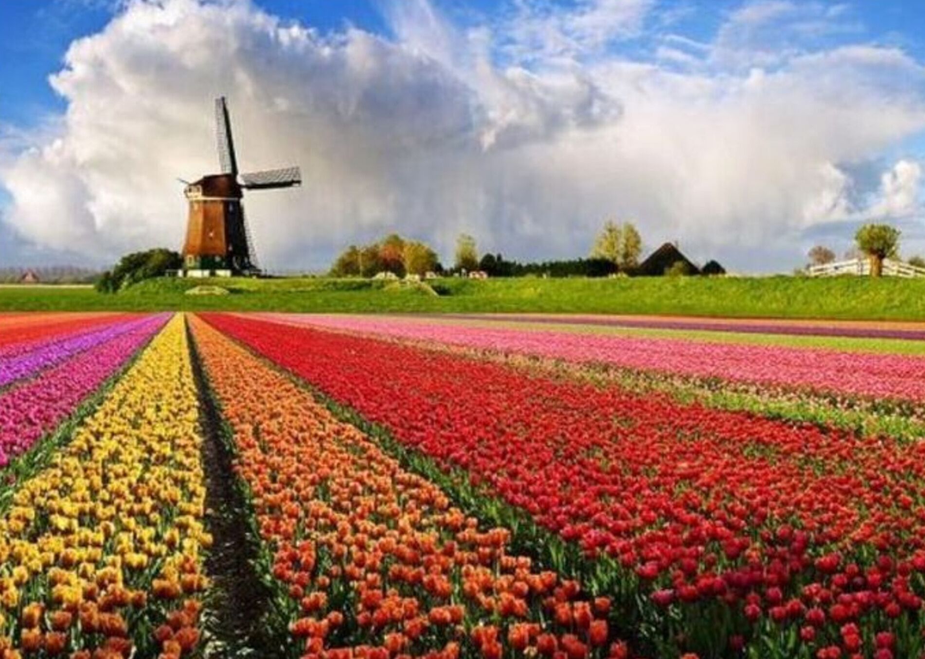 Un molino de viento en un campo de tulipanes coloridos.