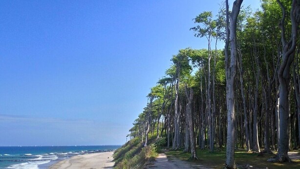 Una playa con un sendero de tierra que lleva al océano, rodeada de árboles altos.