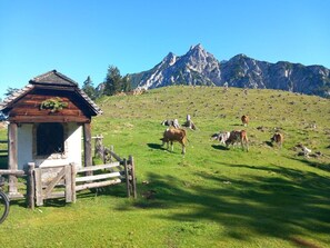 A rustic wooden structure with a sloped roof, surrounded by a grassy field with cows grazing.