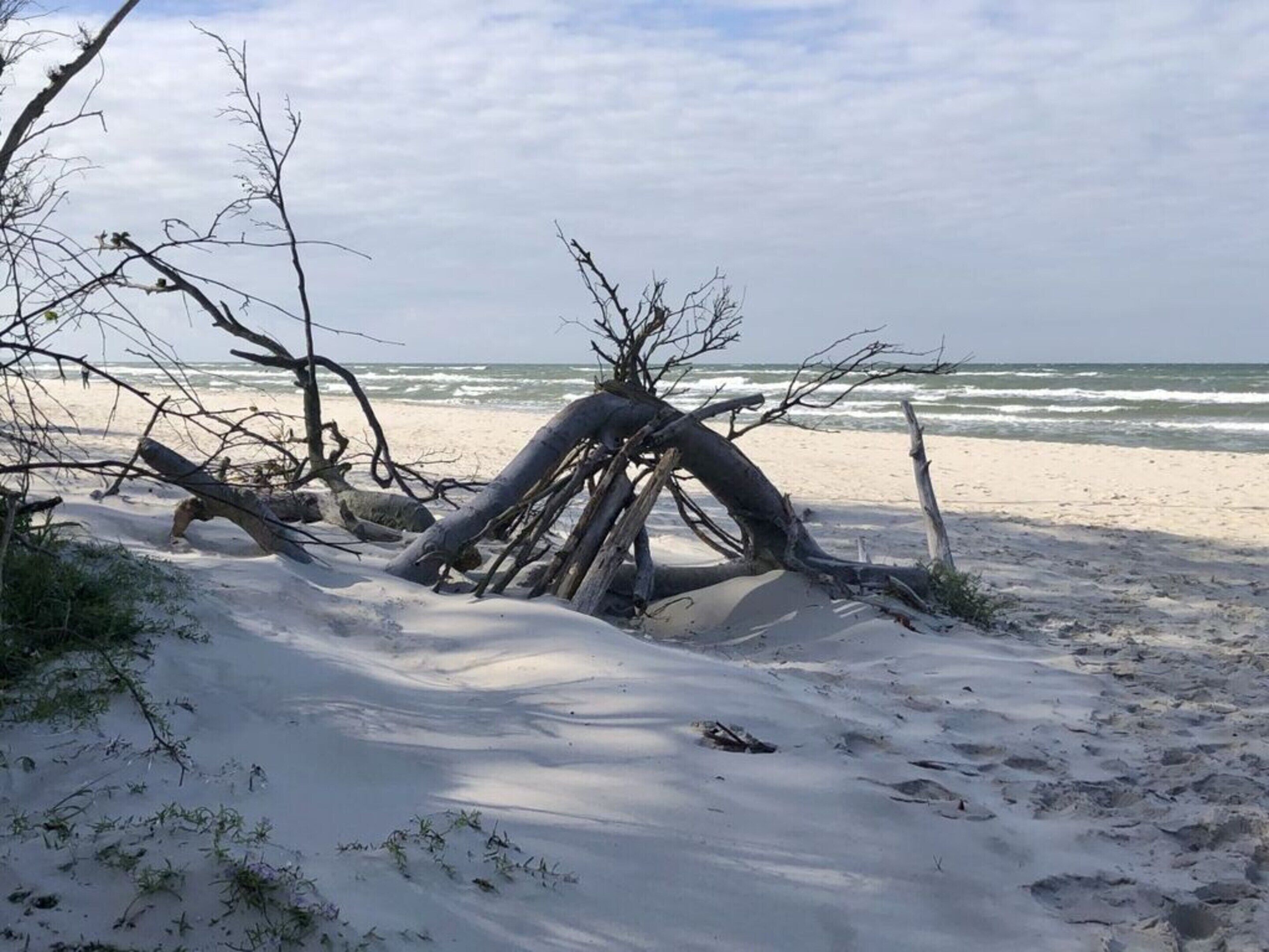 A sandy beach with driftwood and branches.