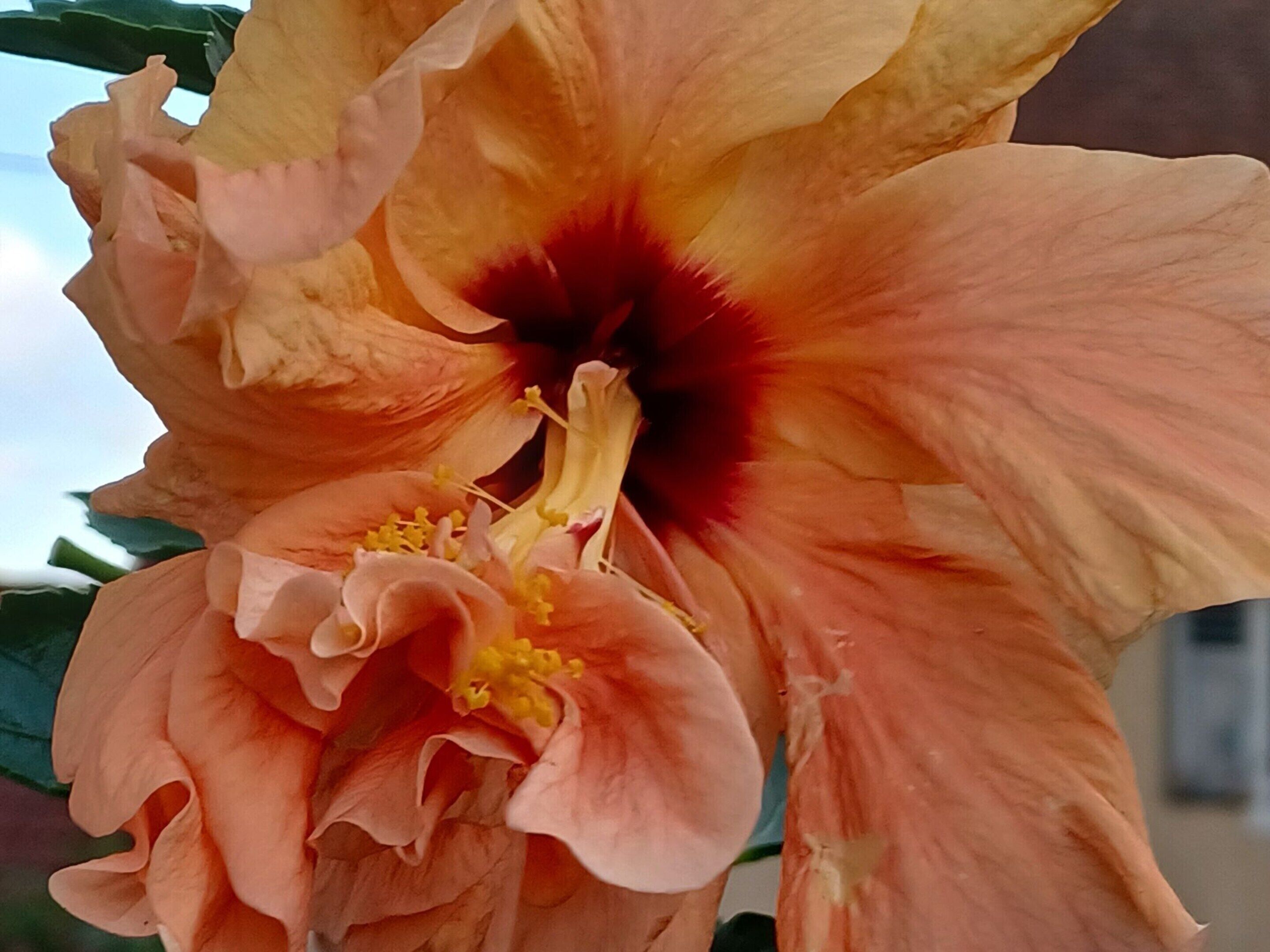 A close-up of a hibiscus flower with a prominent central stamen and multiple petals.