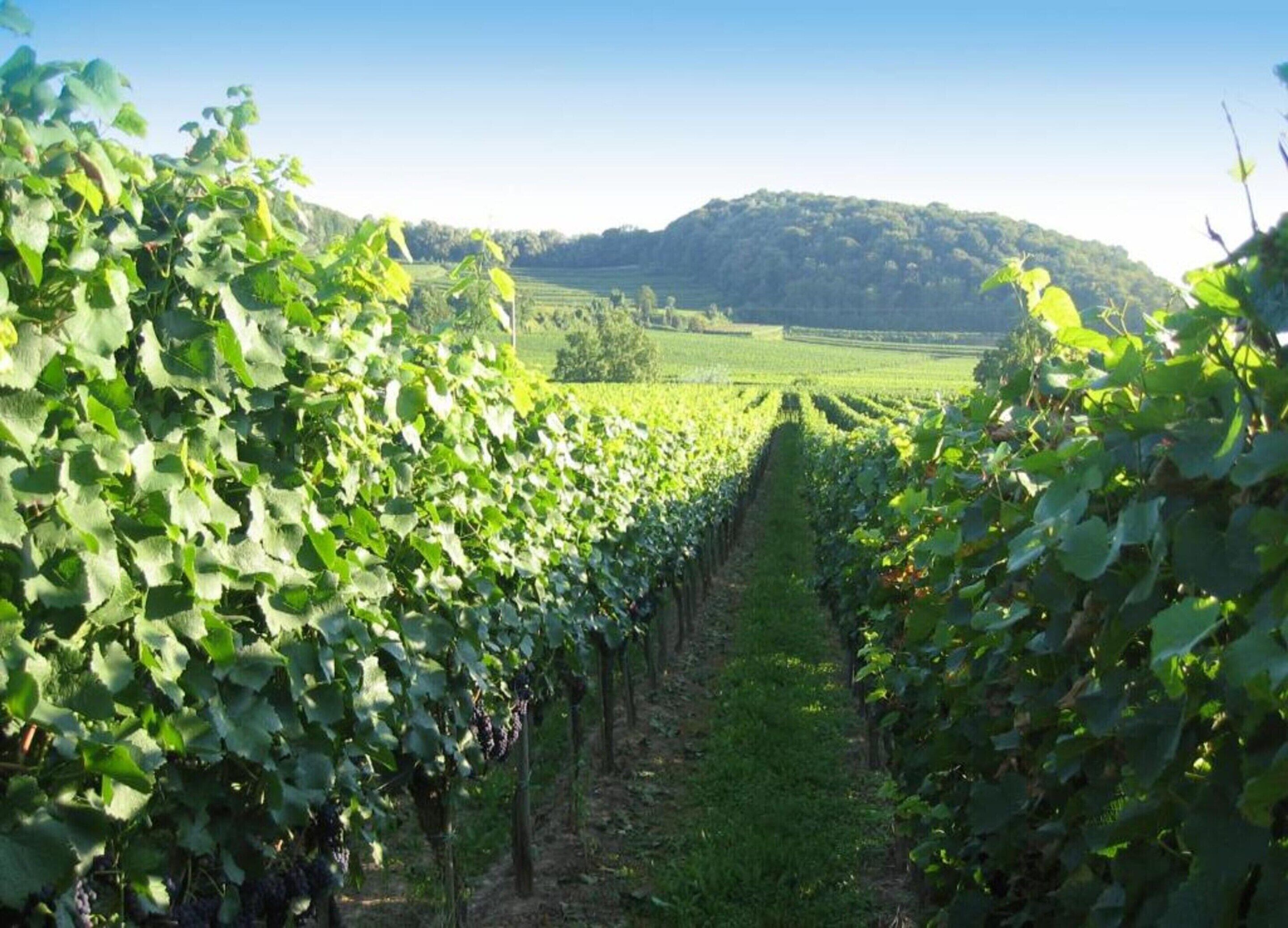 Un vignoble avec des rangées de vignes.