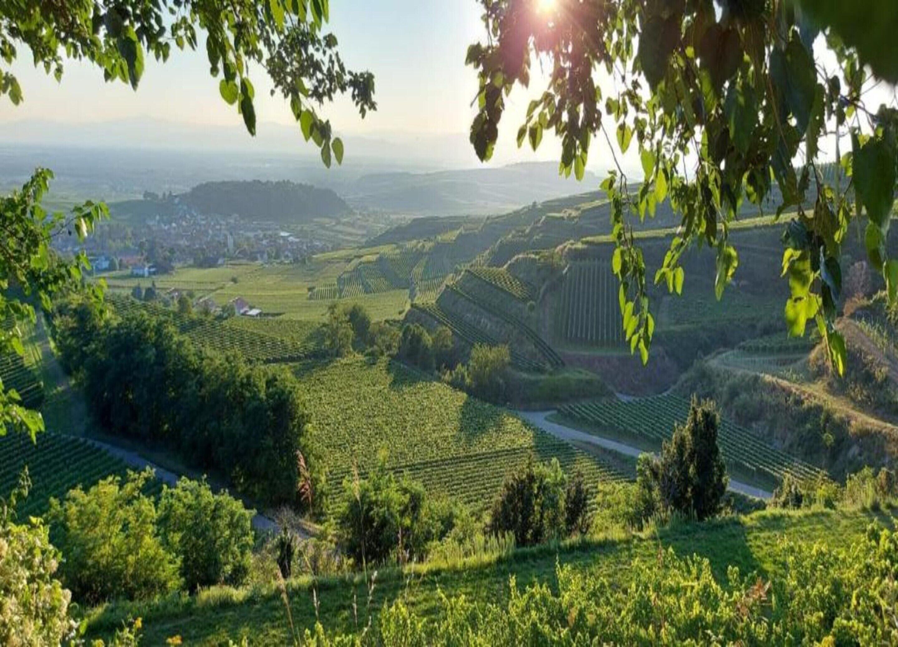 A vineyard landscape with rows of grapevines and a distant town.