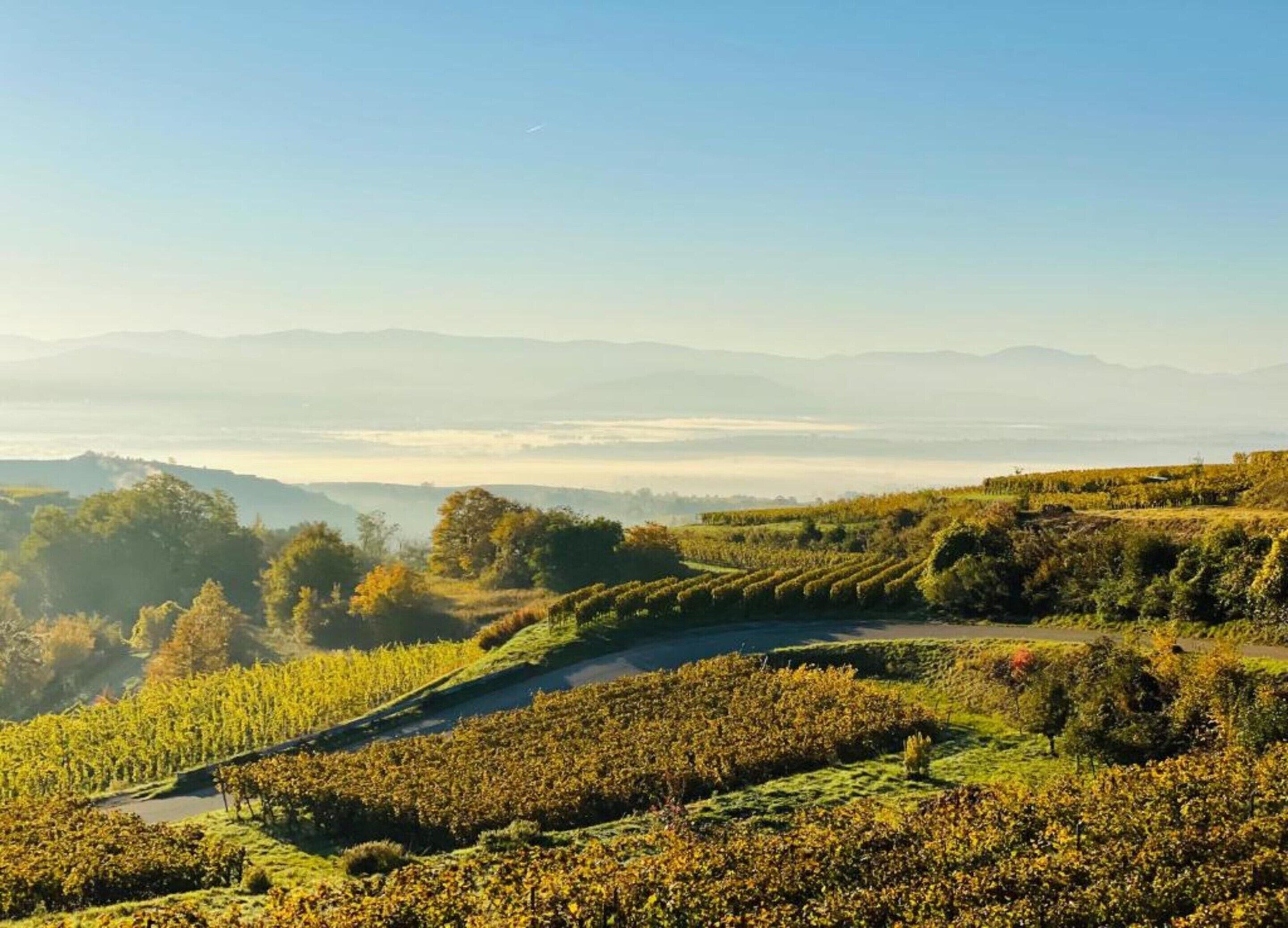 Paisaje de viñedo con hileras de vides y un sendero serpenteante.