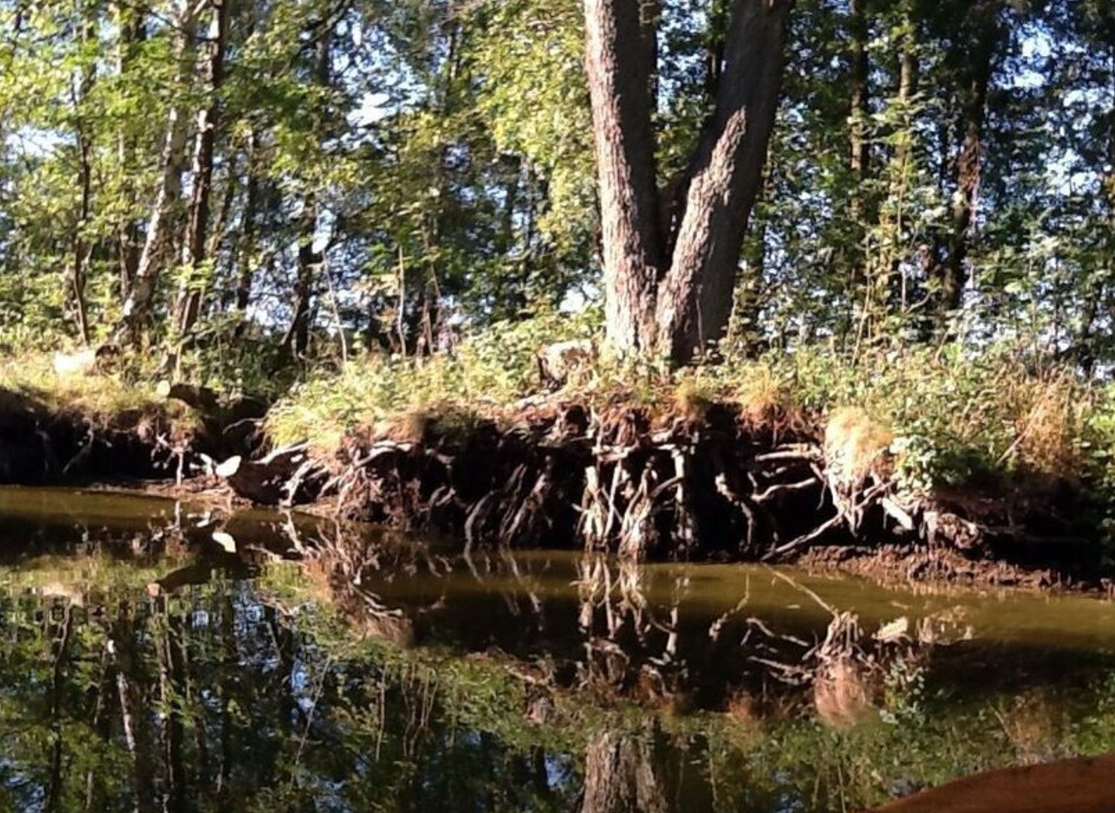 A serene forest scene with a calm river reflecting trees and sky.