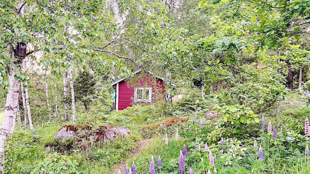 A small red cabin surrounded by dense greenery and wildflowers.