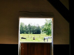 View from property - Sophienhof Lieselotte (Neuenkirchen)