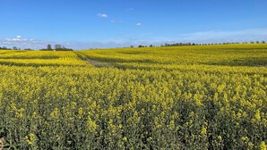 Un vaste champ de fleurs jaunes sous un ciel bleu dégagé.