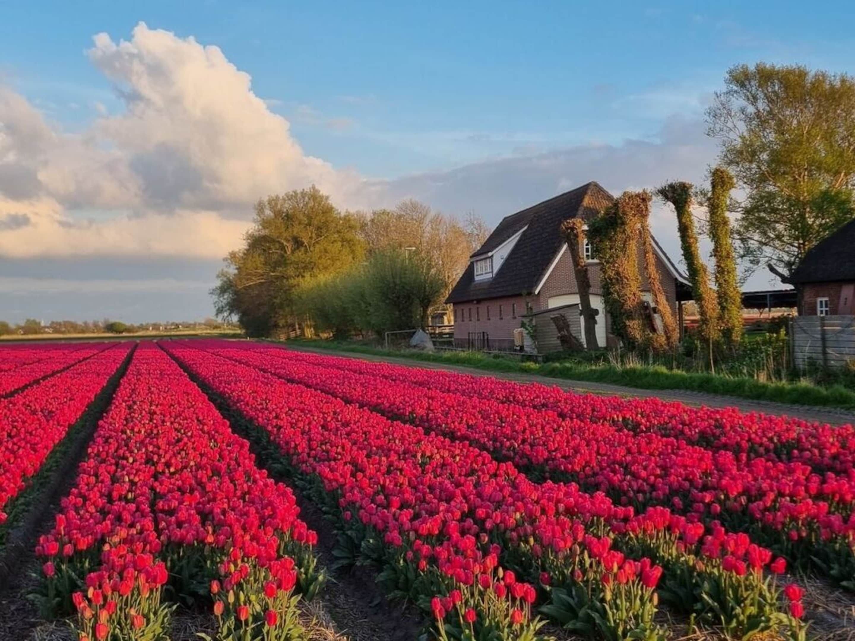 A rural landscape with rows of red tulips and traditional houses.