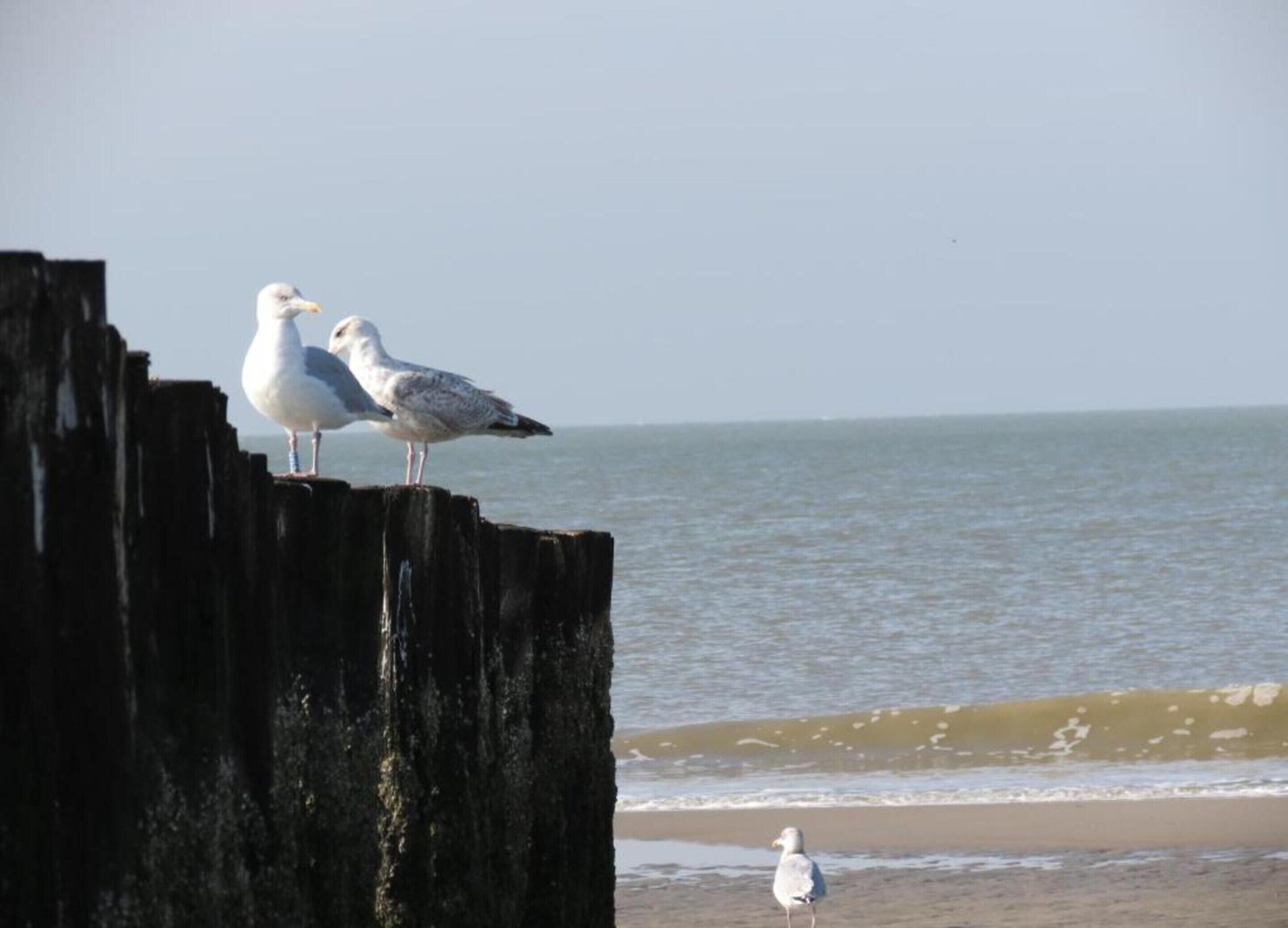 Two seagulls on a wooden structure by the sea.
