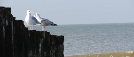 Two seagulls on a wooden structure by the sea.