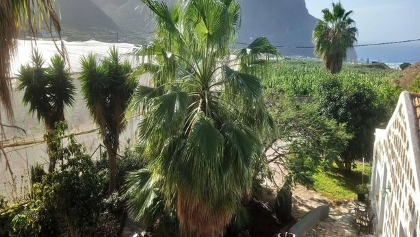 A lush garden with palm trees and a view of the ocean and mountains. - Country House Buenavista Near Sea Beach (Buenavista del Norte)