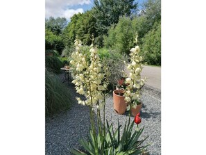 Exterior - Pond View in the House by the Pond (Fehmarn)