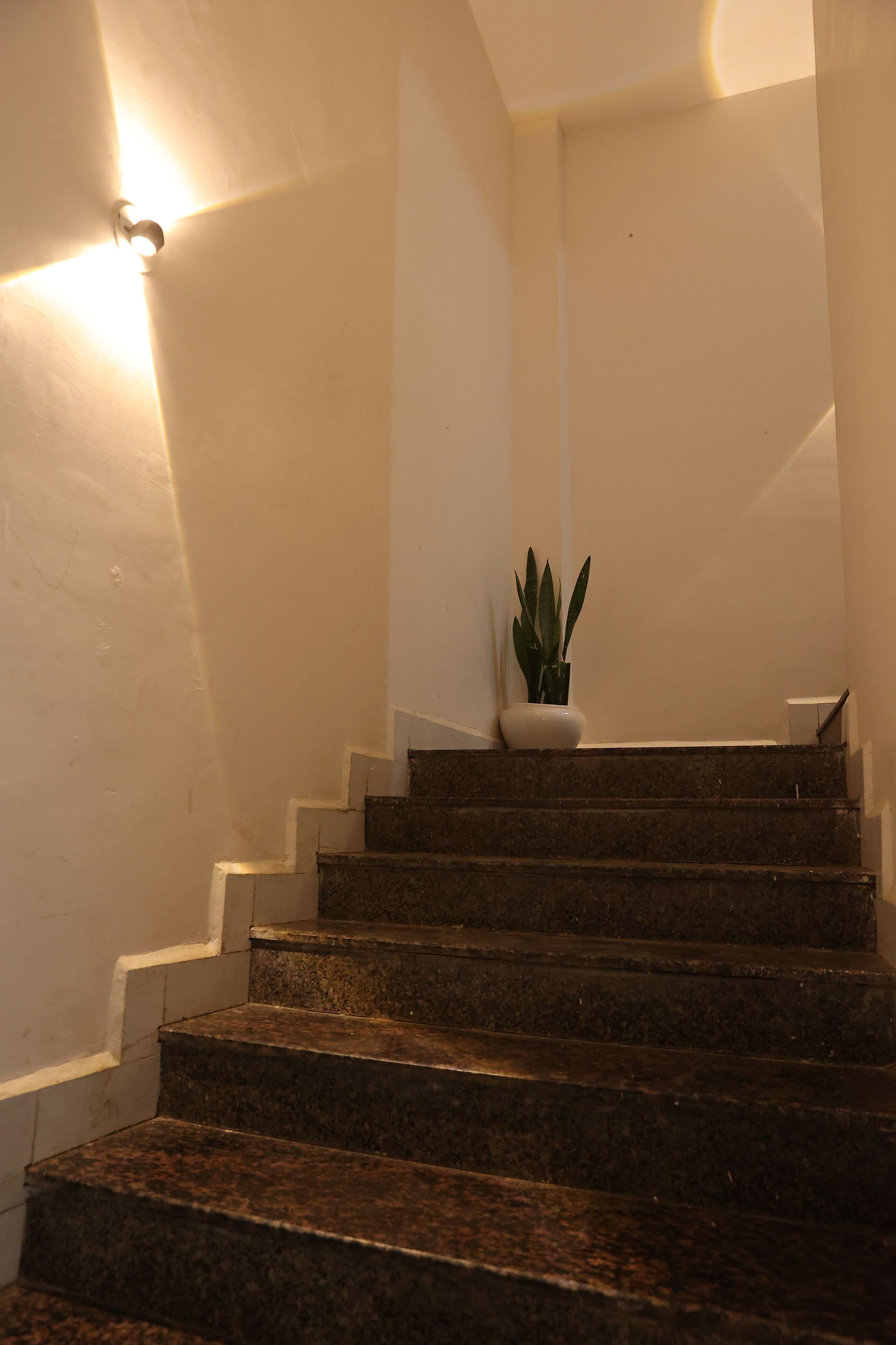 A staircase with a potted plant on the landing.