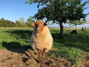 独立别墅 | 2 多间卧室、特色家居