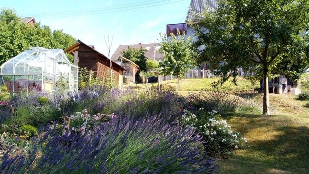 Een tuin met lavendelplanten, een kas en een houten huis.