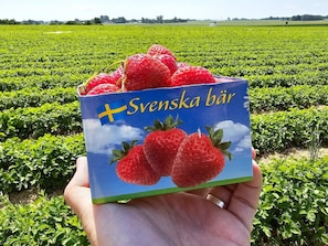 Una mano che tiene una scatola di fragole, con un campo sullo sfondo.