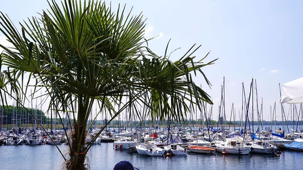 A marina with numerous boats docked, a palm tree in the foreground, and a clear sky. - Holiday Home With art (Leipzig)