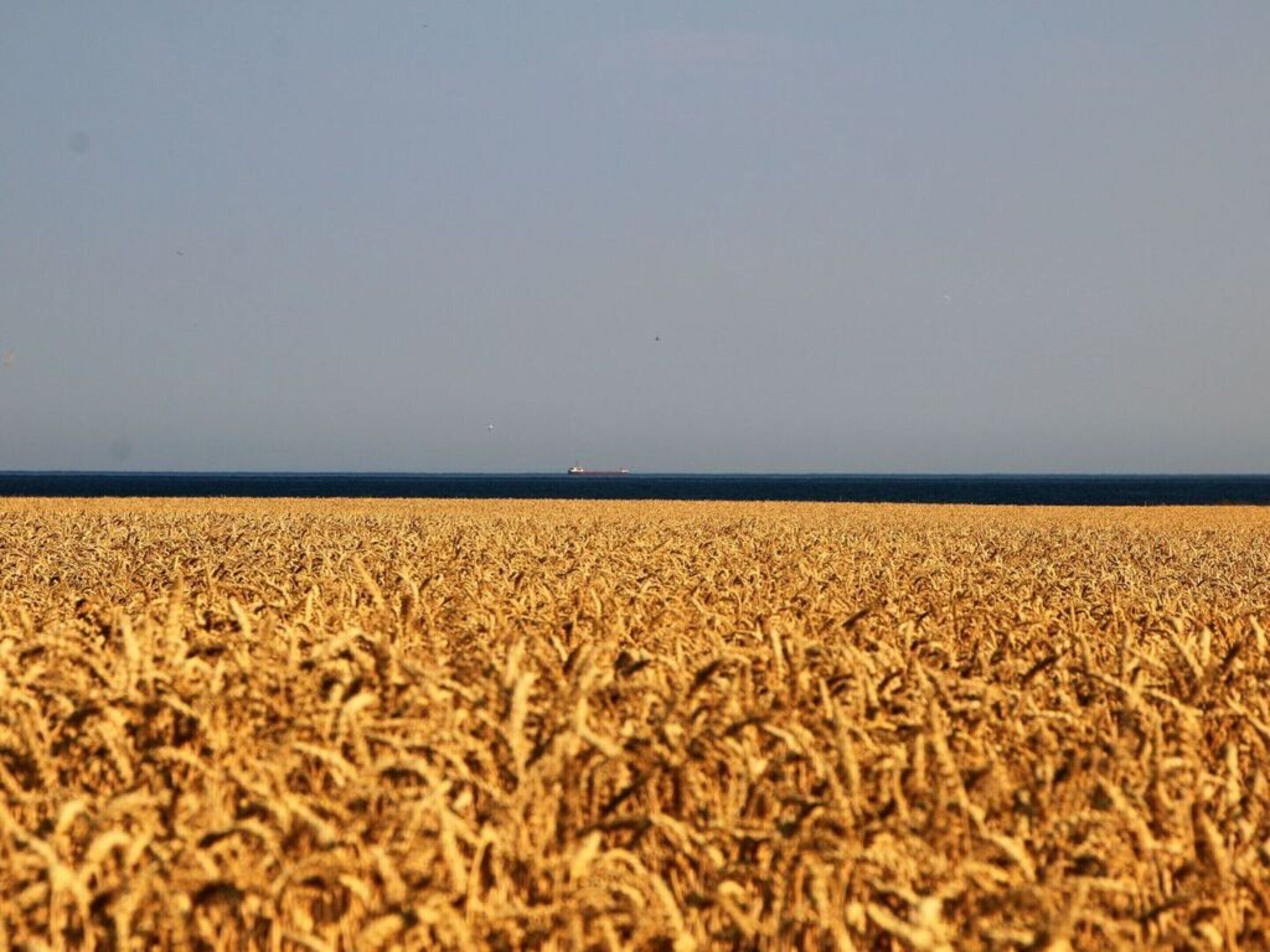A vast field of golden wheat with a clear sky and a distant ship on the horizon.