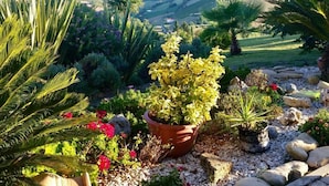 A garden with various plants and a large pot in the center. - Cypressa Modern Retreat (Montefiore dell'Aso)