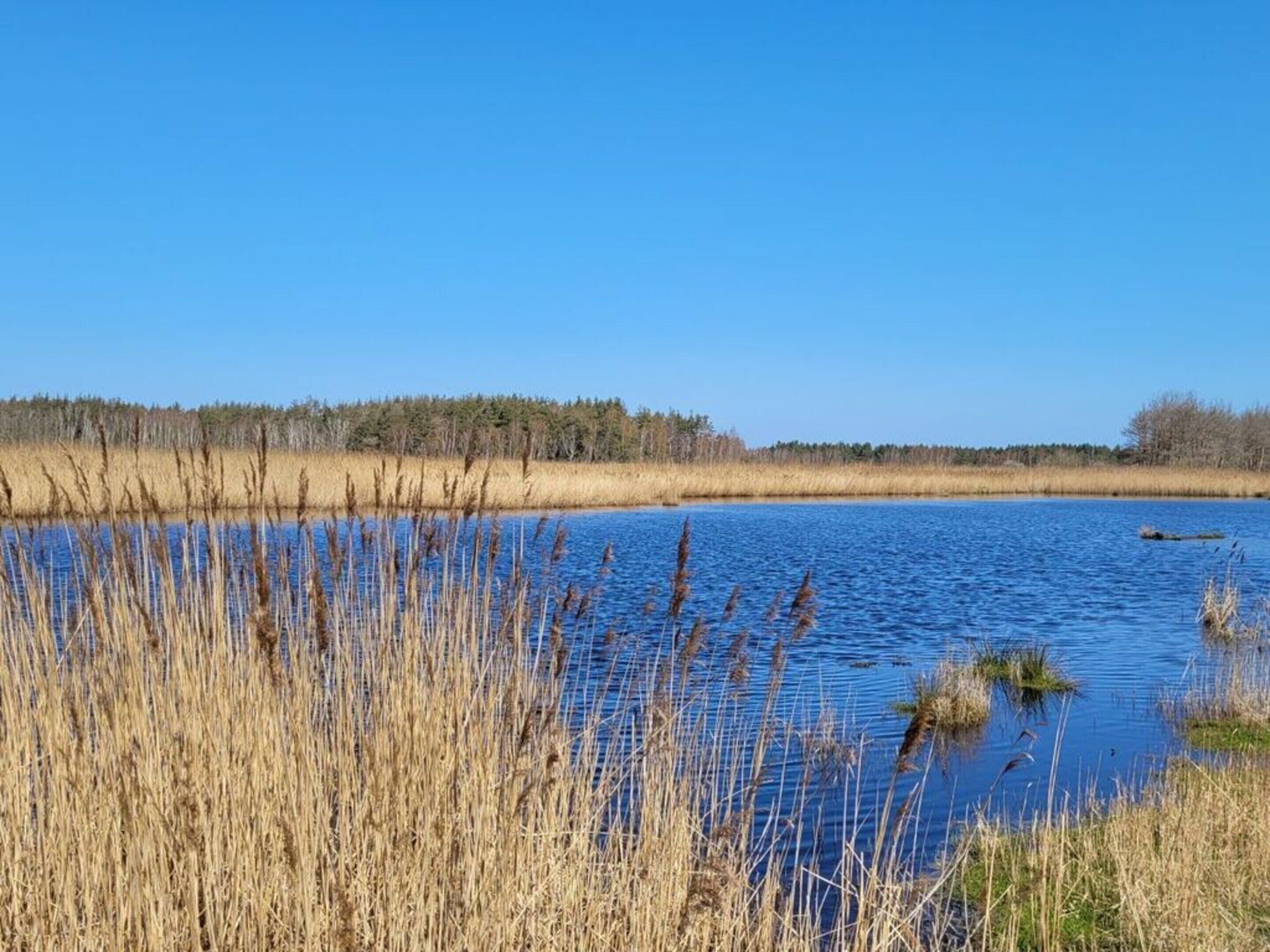 Un lac paisible, avec de hautes joncs au premier plan et une forêt en arrière-plan.