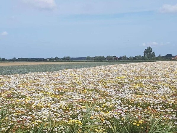 A field of diverse wildflowers under a clear sky.