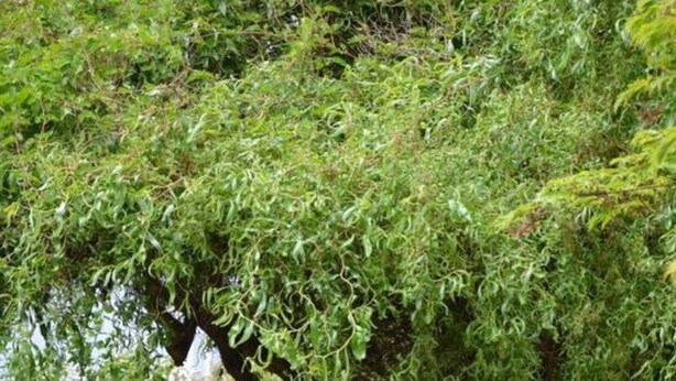 Un sendero de piedra serpentea por un jardín exuberante, lleno de follaje denso y una valla blanca a un lado.