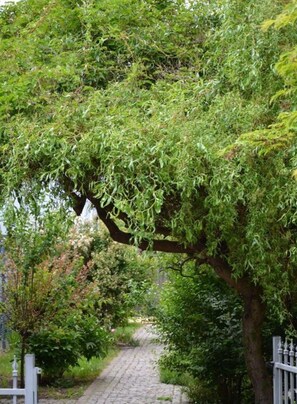 Un chemin de pierres serpente à travers un jardin luxuriant, où le feuillage est dense, et une clôture blanche borde un de ses côtés.
