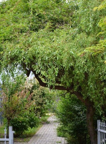 Holiday Apartment Coffee Mill