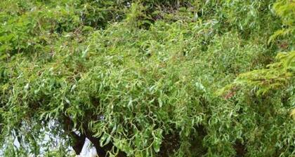 Holiday Apartment Coffee Mill