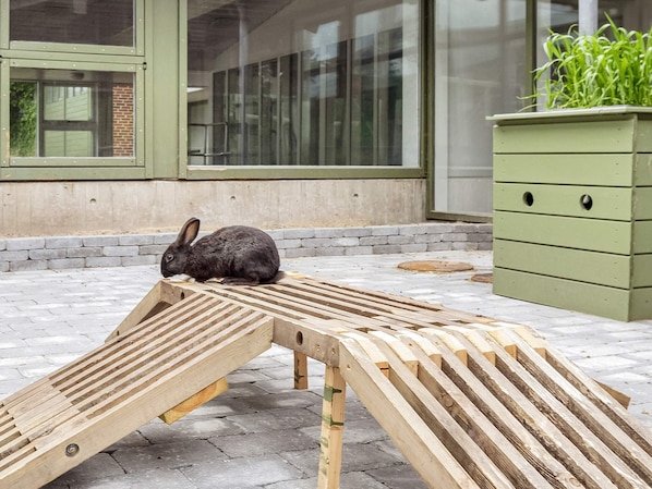 A wooden ramp with a rabbit on it, a green planter with plants, and a building with large windows in the background.