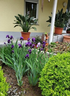 Ein Garten mit verschiedenen Pflanzen und Blumen, darunter lila Schwertlilien und grüne Sträucher, vor einem Gebäude mit Fenster und Tür.