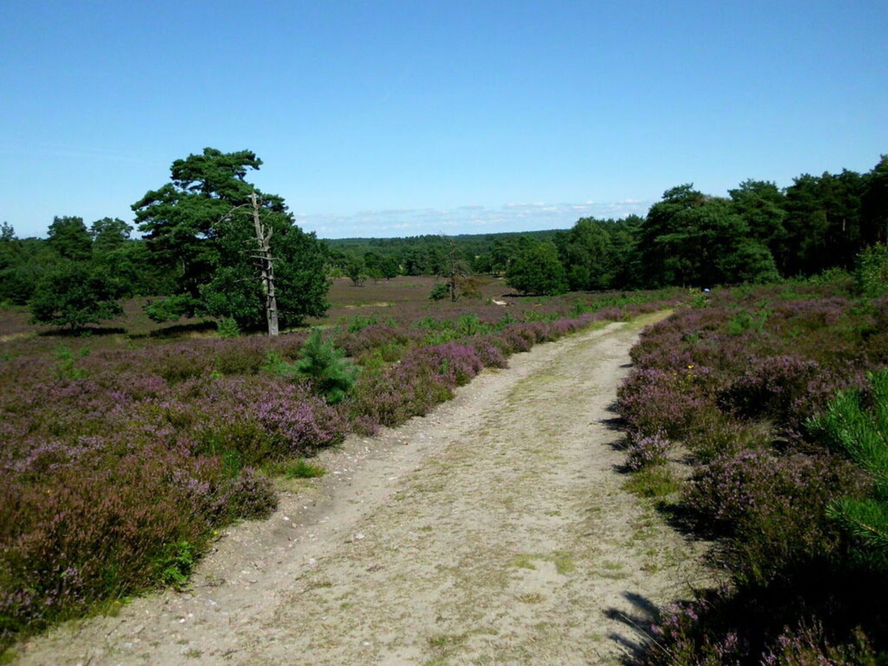 A dirt path through a field of purple heather with trees on either side.